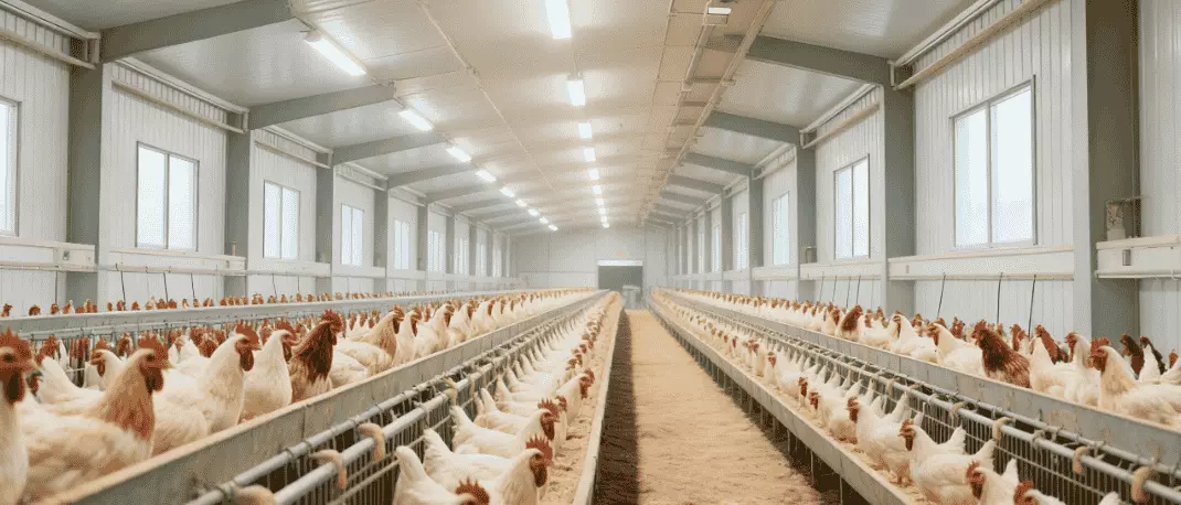 LED-Leuchte für Geflügel (1)